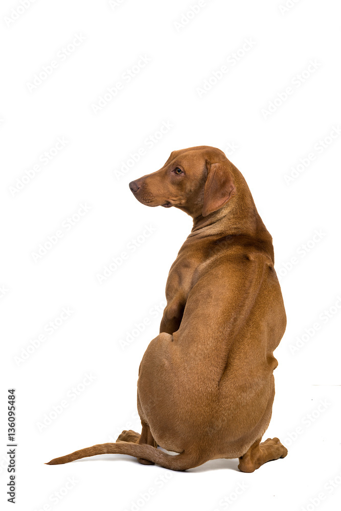 Rhodesian Ridgeback from behind isolated in white showing his ri Stock ...