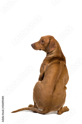 Rhodesian Ridgeback from behind isolated in white showing his ri photo