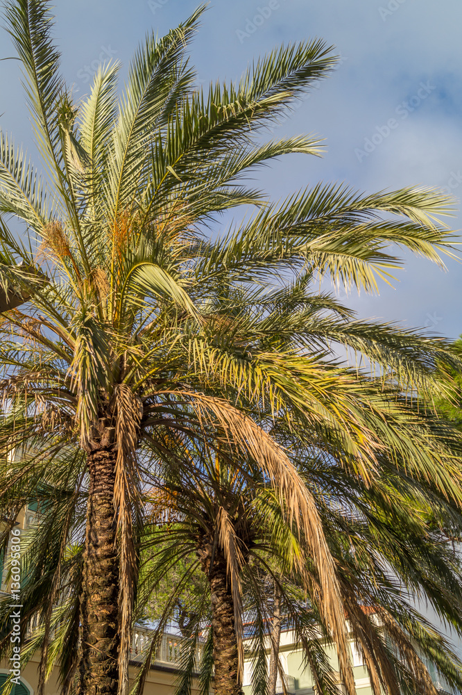 Fototapeta premium palm trees in the foreground of the sea, illuminated by the sun