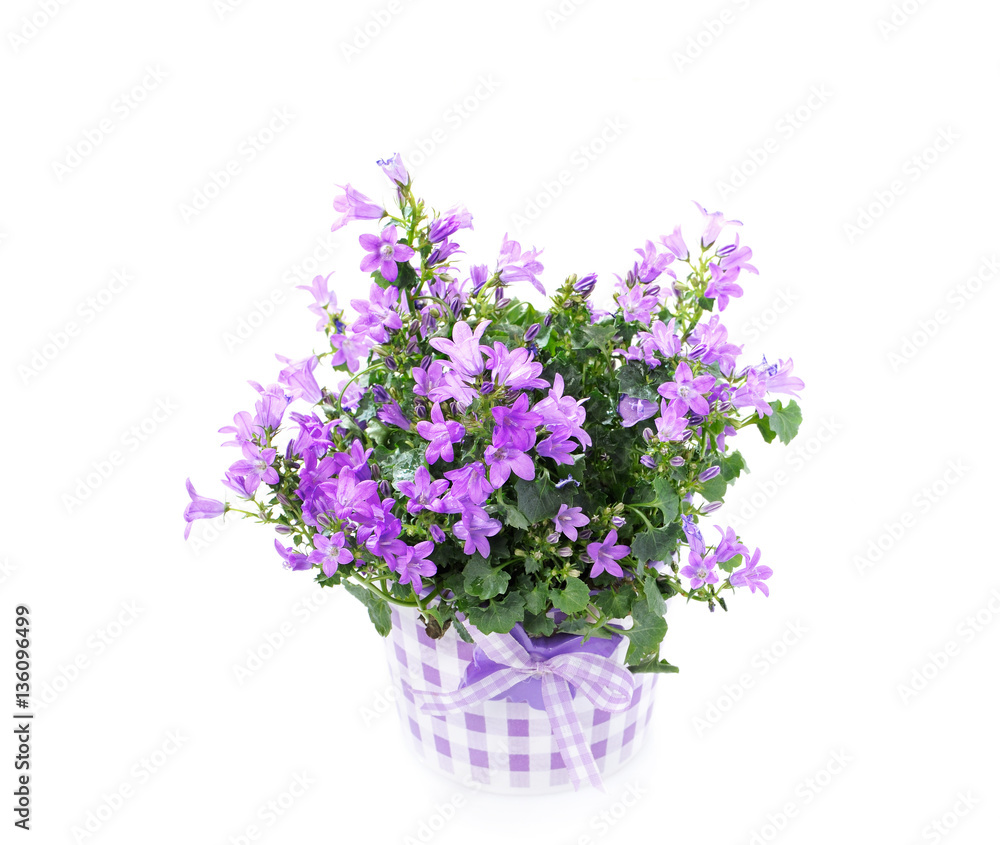 Campanula pink bell flowers in a bucket isolated on a white back