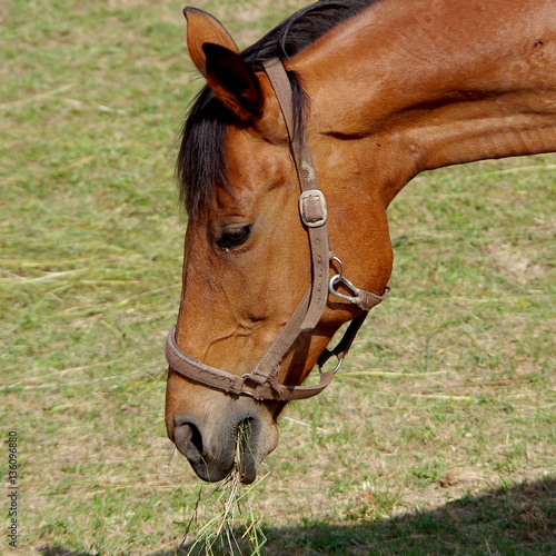 Horse eats grass