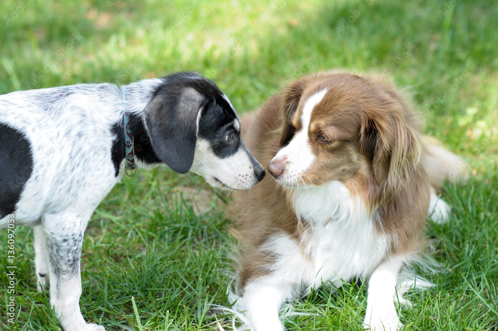 Two puppies playing outside Two puppies playing outside
