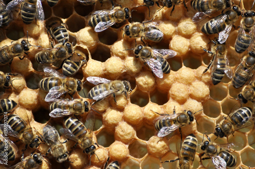 Honey bees in beehive wax frame of sealed brood