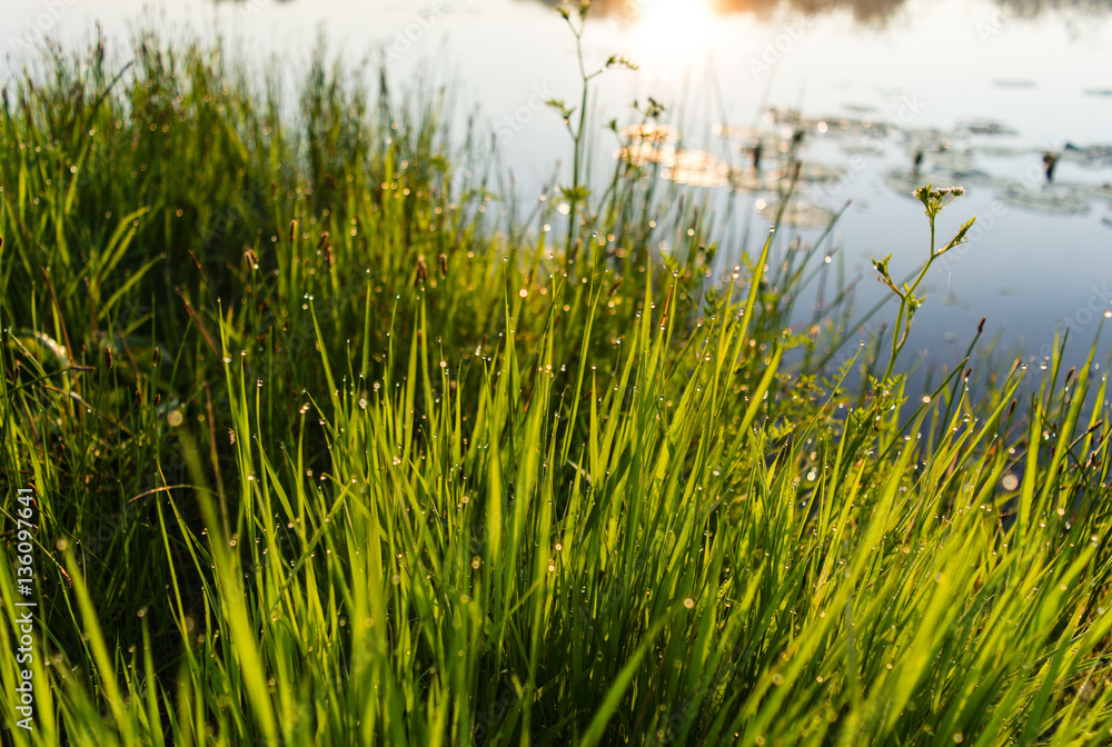 dew, dew on the grass, sunrise, river Pripyat Reserve Mid-Pripyat, Brest region, Belarus, summer, June, morning, dew, dew on the grass, sunrise, river Pripyat Reserve Mid-Pripyat, Brest region, Belarus, summer, June, morning,