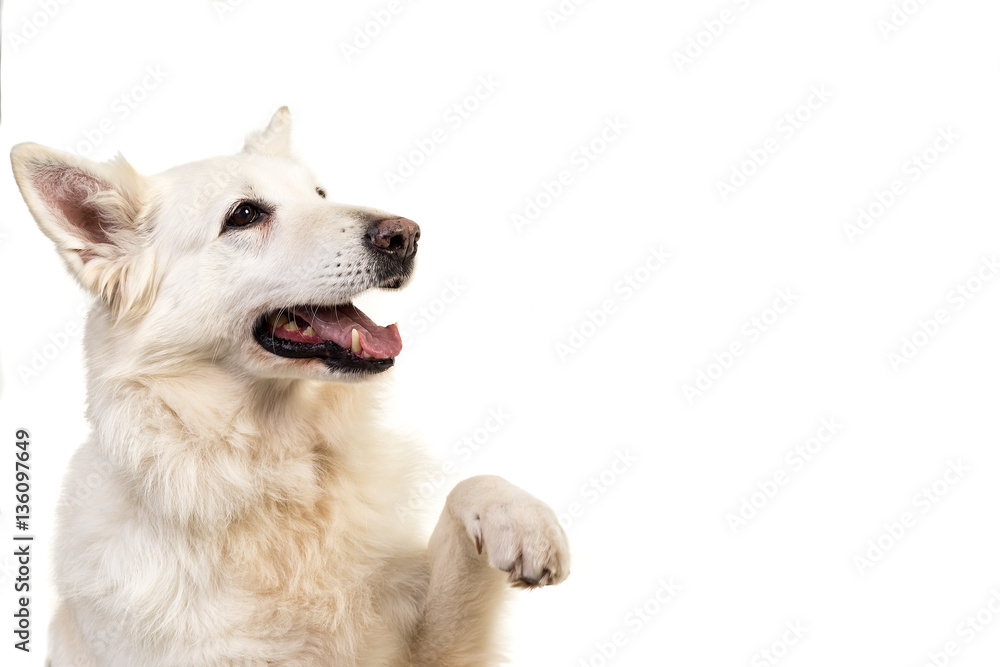 White swiss shepherd dog portrait isolated on white background g White swiss shepherd dog portrait isolated on white background g
