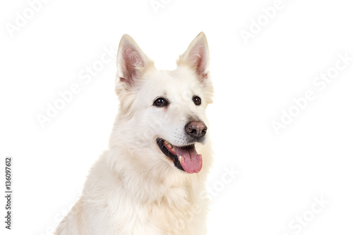 White swiss shepherd dog portrait isolated on a white background
