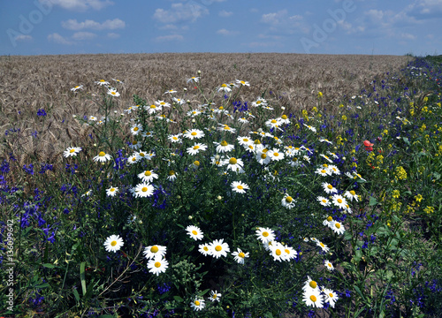 Daisies blooming field on the edge of cornfields on a background of blue sky photo