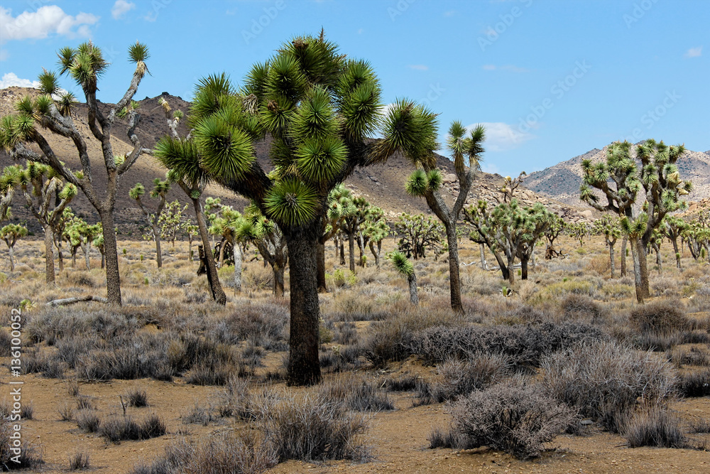 Joshua Tree National Park, Mojave Desert, California