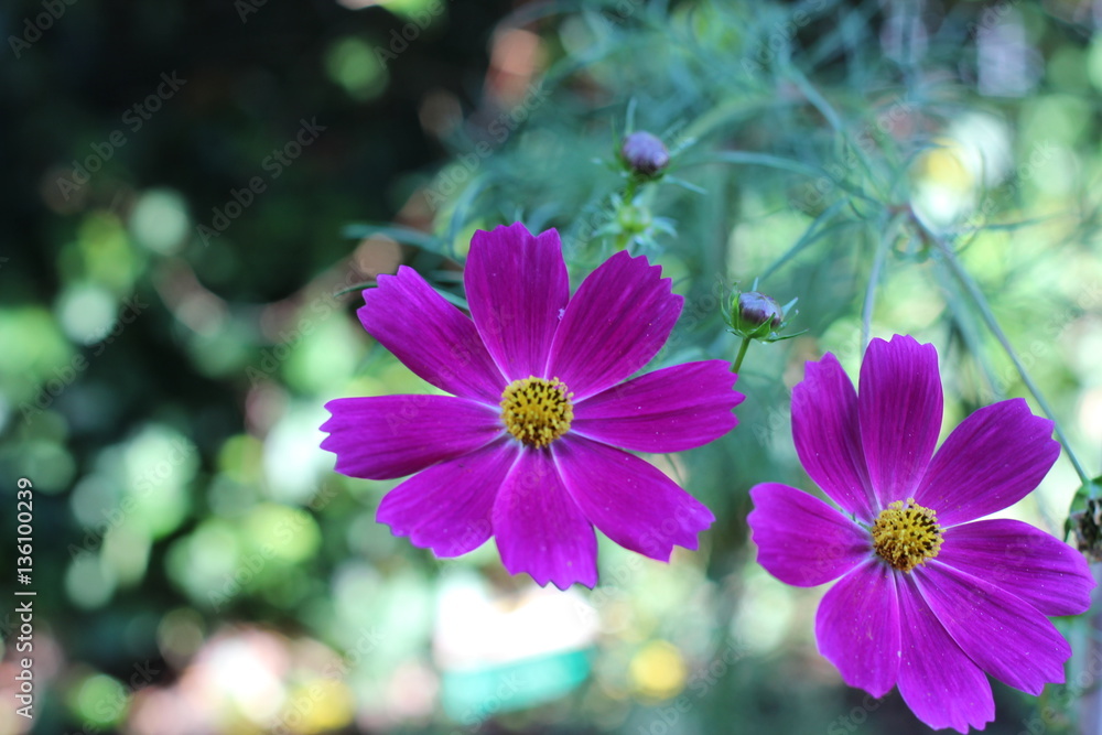 Fototapeta premium Cosmos