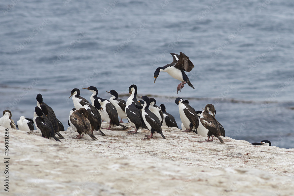 Naklejka premium Imperial Shag (Phalacrocorax atriceps albiventer) coming into land among a large group of birds on the coast of Bleaker Island on the Falkland Islands