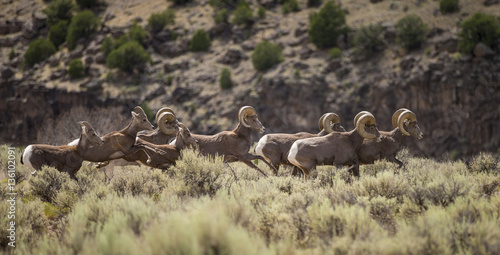 Bighorn sheep on Rio Grande canyon edge, New Mexico