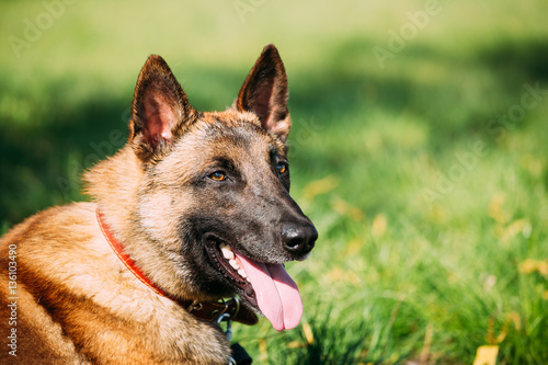 Malinois Dog Sit Outdoors In Green Grass