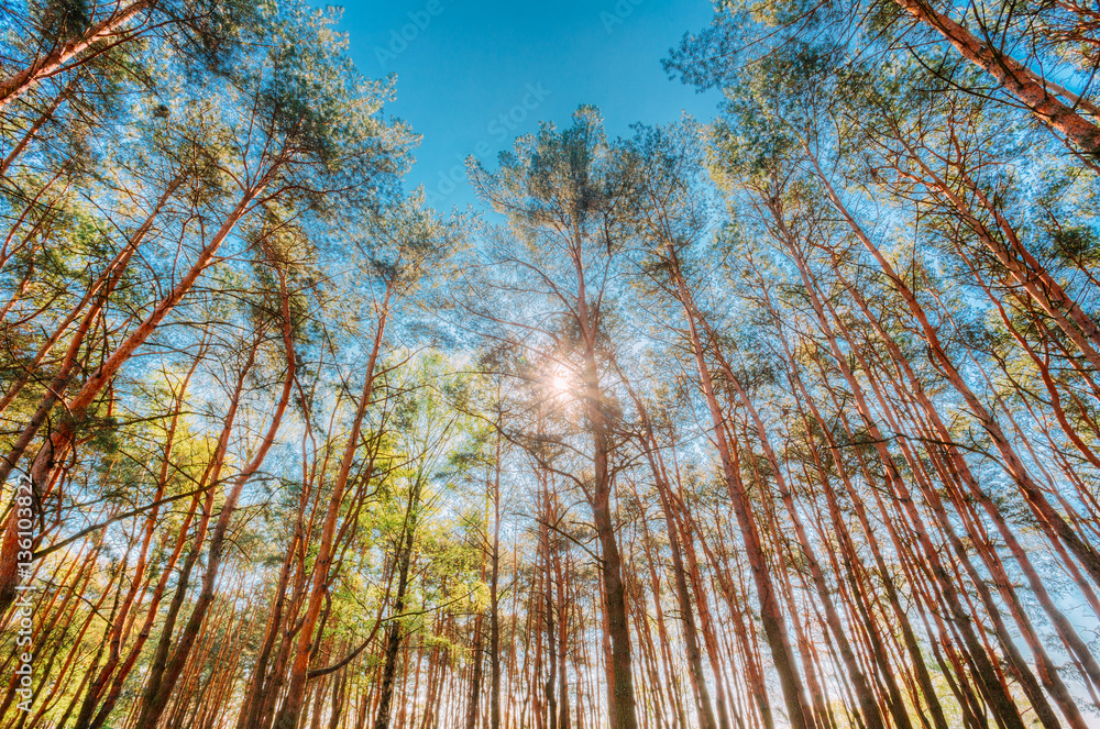 Canopy Of Pines Trees. Upper Branches Of Woods In Coniferous For Angle View. Canopy Of Pines Trees. Upper Branches Of Woods In Coniferous For Angle View.