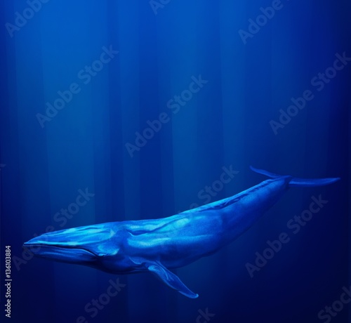 Blue Whale swims underwater with streams of sunlight from the ocean surface  form a halo around it