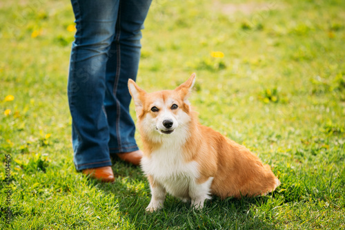 Welsh Corgi Dog Puppy Sitting At Feet Of Owner In Green Summer Grass