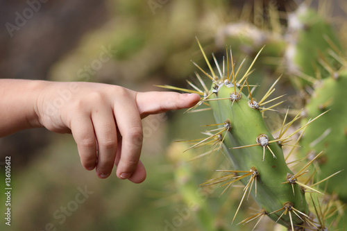 Pincharse con un cactus