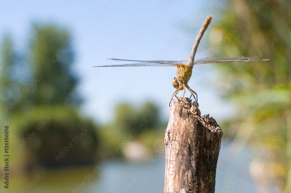 Dragonfly on a stick.