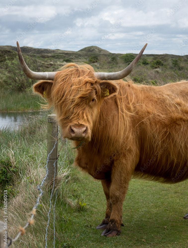 Scottish Highland cow in the Dunes of Texel
