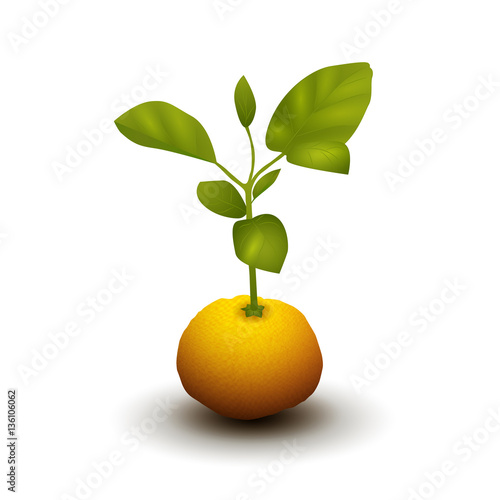 Mandarin