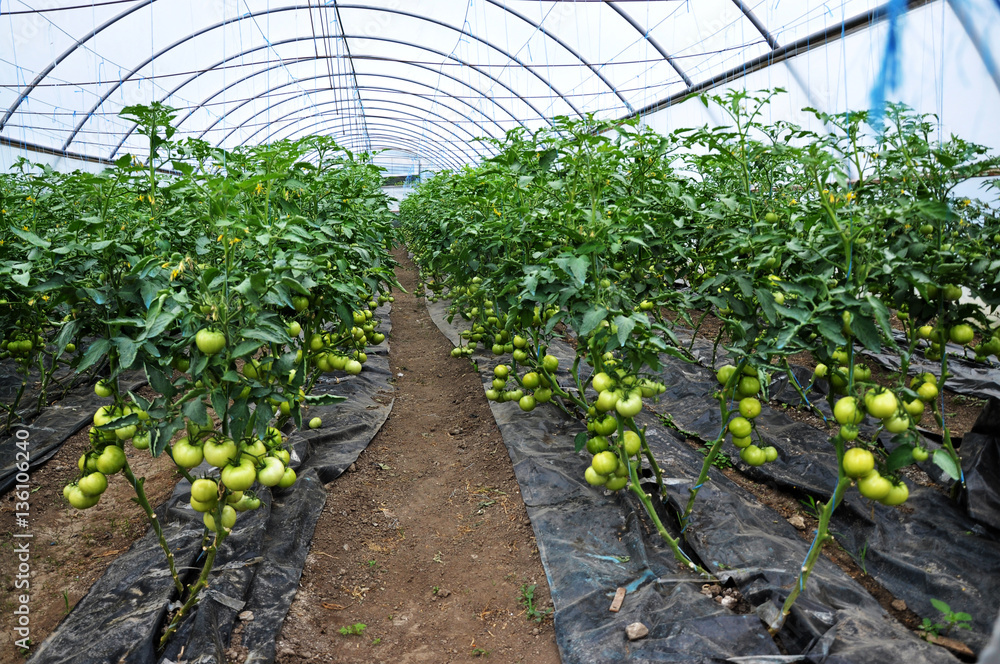 Growing tomatoes on trellis in a large greenhouse with watering dirt Growing tomatoes on trellis in a large greenhouse with watering dirt