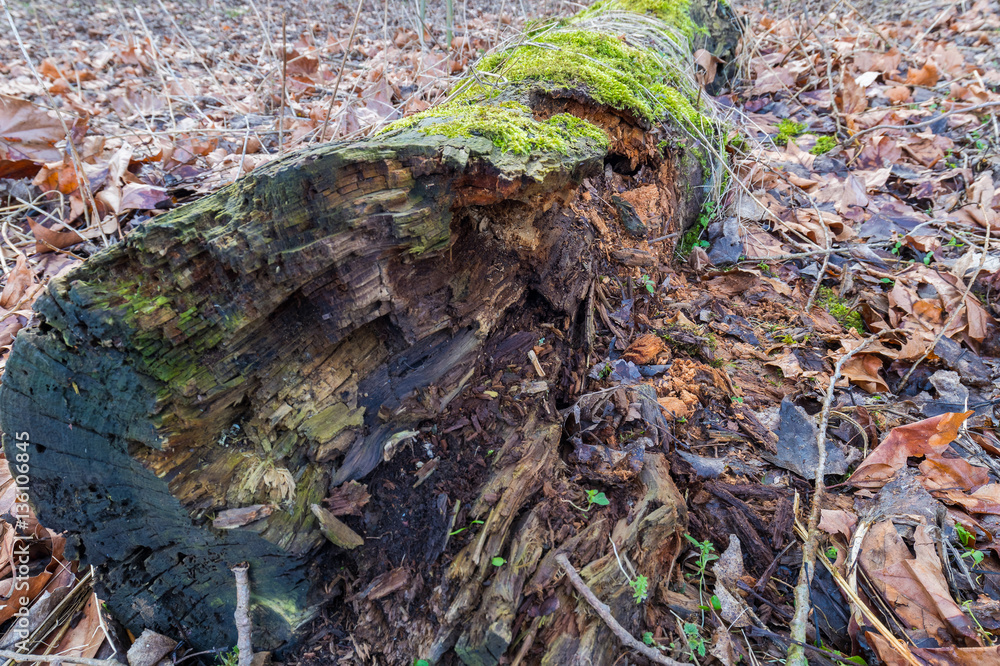 Rotten Log filled with moss and other plants growing Rotten Log filled with moss and other plants growing