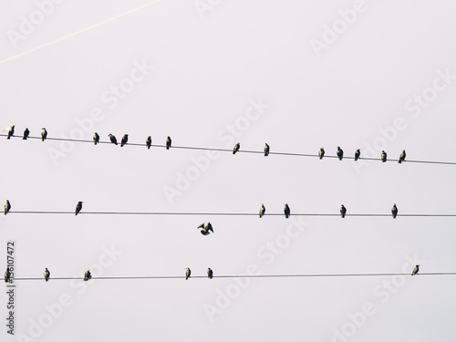 Birds migrating sky