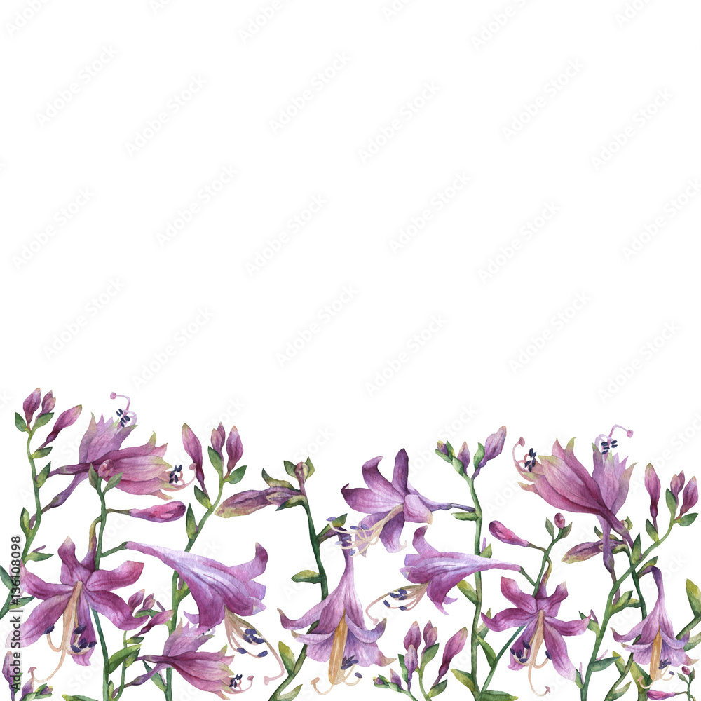 The frame of the branches with purple hosta flower. Lilies. Hosta ventricosa minor, asparagaceae family. Hand drawn watercolor painting on white background. The frame of the branches with purple hosta flower. Lilies. Hosta ventricosa minor, asparagaceae family. Hand drawn watercolor painting on white background.