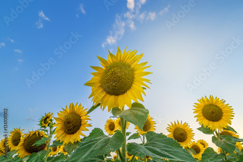 sunny day on field with sunflowers