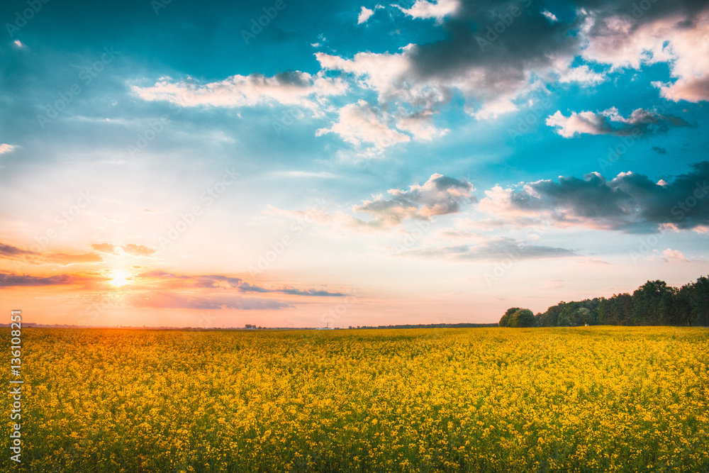 Obraz premium Sunset Sunrise Sky Over Spring Flowering Canola, Rape, Rapeseed,