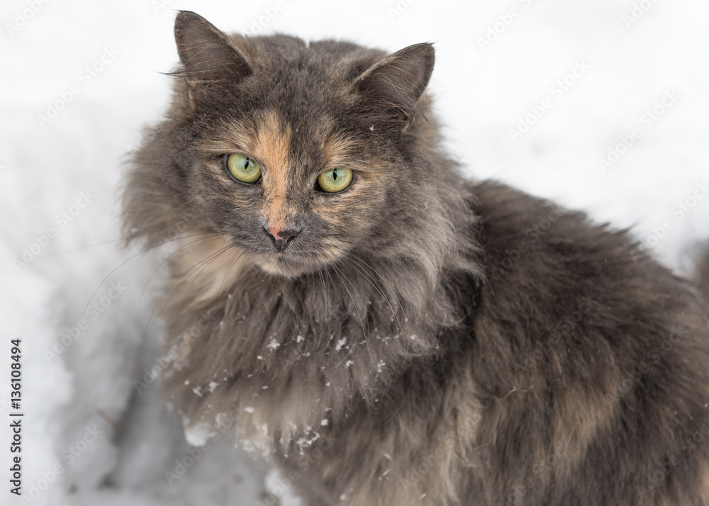 Cat in the snow.

