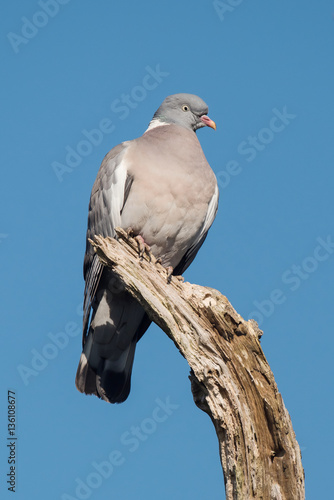 Common Wood Pigeon  Wood Pigeon  Columba palumbus