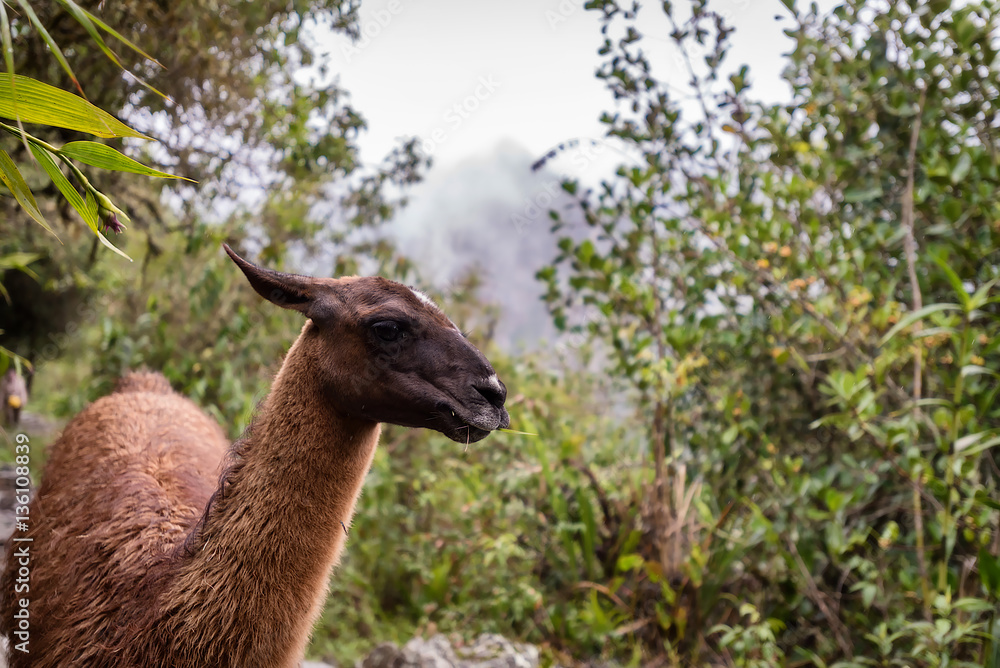 Llamas at Machu Picchu, lost city of the Incas, designated Peruvian Historical Sanctuary in 1981 and UNESCO World Heritage Site in 1983 and one of the New Seven Wonders of the World