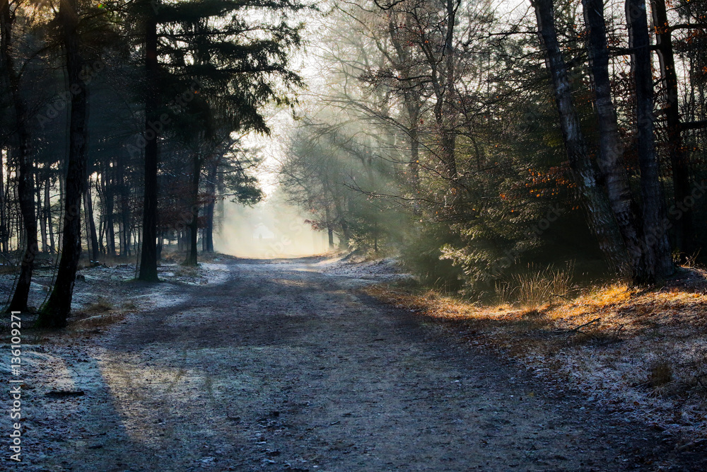 Obraz premium Sunlight in the trees