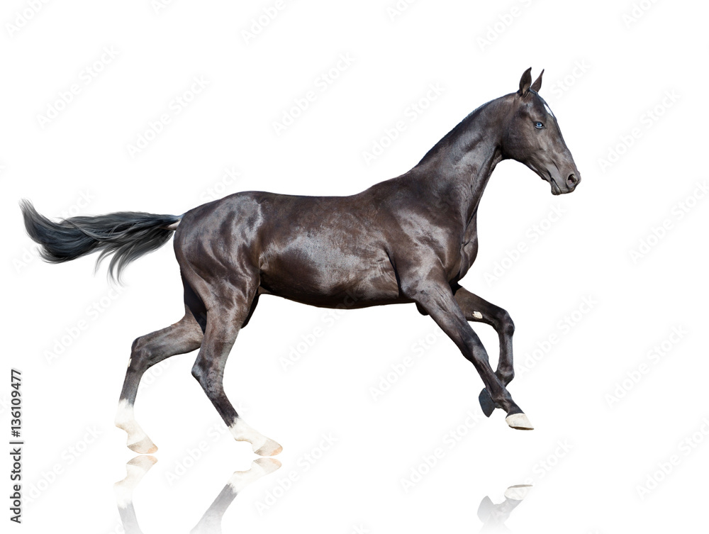 Runnining black horse with blue eyes isolated on white backround Runnining black horse with blue eyes isolated on white backround
