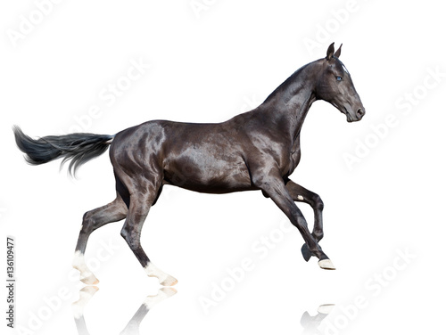 Runnining black horse with blue eyes isolated on white backround