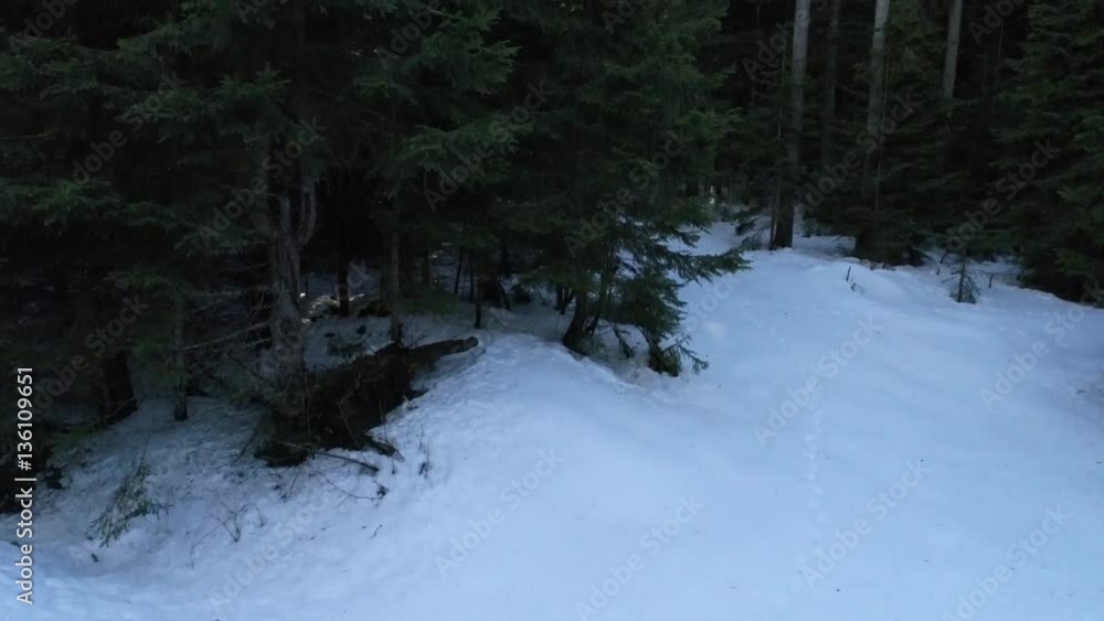 aerial view winter forest top view with lens flare aerial view winter forest top view with lens flare