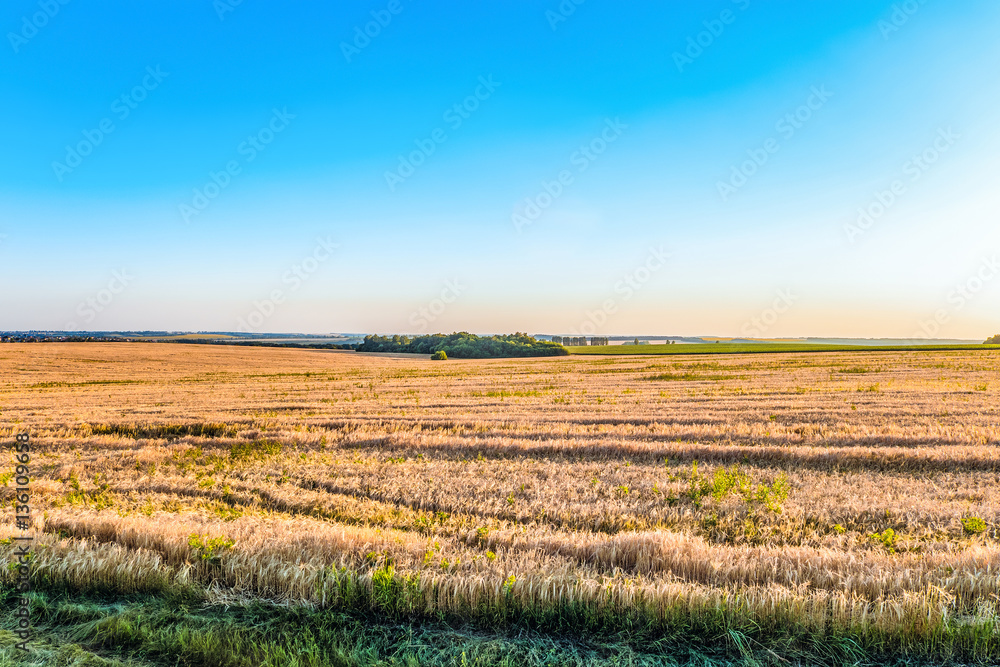 Sunny summer landscape plains of the central zone of Russia. Belgorod region.