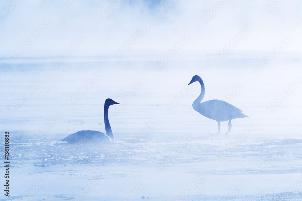 Naklejka premium 気嵐と白鳥