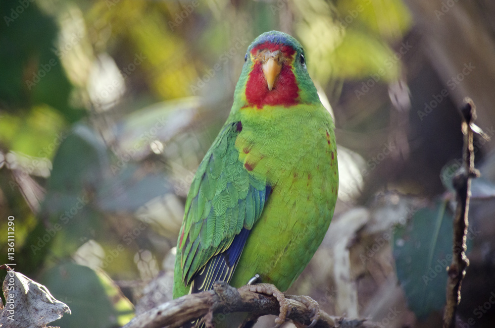 Obraz premium swift parrot