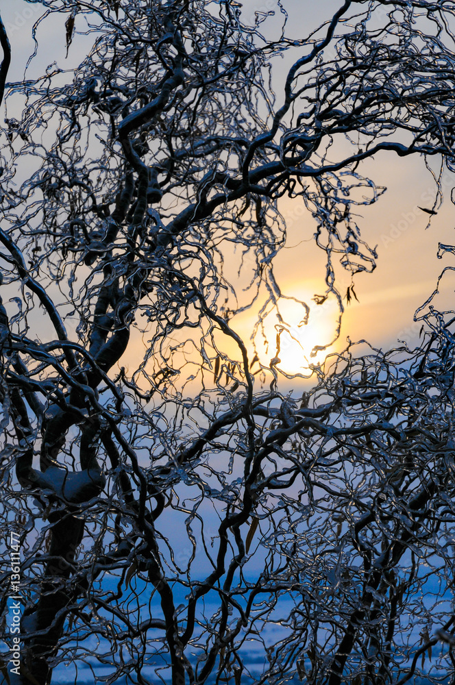 Auf den Zweigen einer Weide reflektiert eine dicke Schicht von Blitzeis das Licht des Sonnenuntergangs, das verschneite Tal schimmert Gletscherblau Auf den Zweigen einer Weide reflektiert eine dicke Schicht von Blitzeis das Licht des Sonnenuntergangs, das verschneite Tal schimmert Gletscherblau