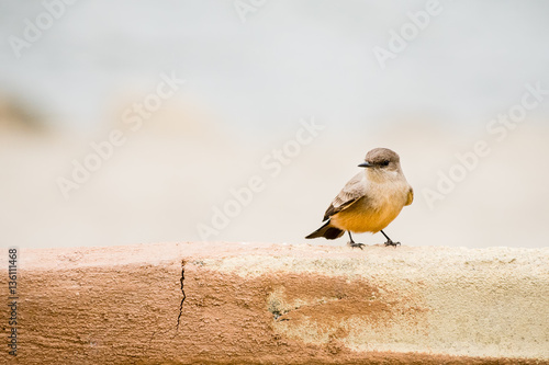 Small bird on a concrete ledge.