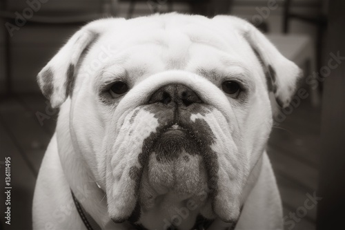 Bulldog in Black and White