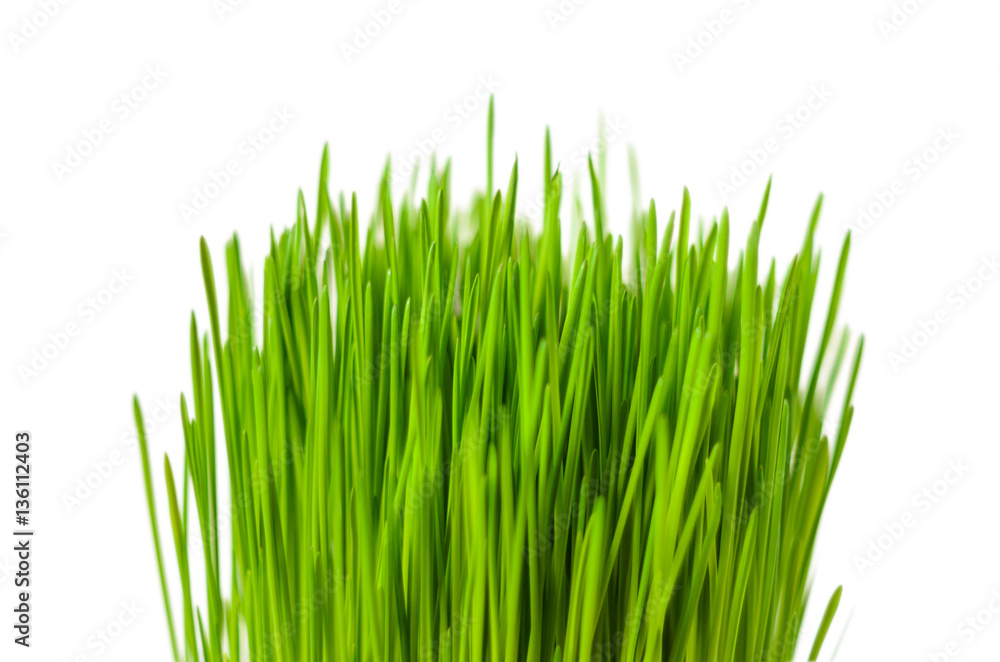 Green grass on white background Green grass on white background