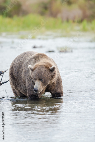 Brown Bear in Brooks River Alaska. photo