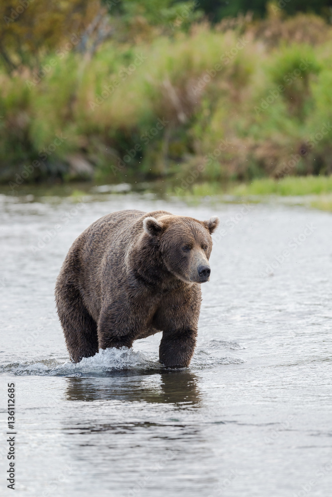 Brown Bear in Brooks River Alaska. Brown Bear in Brooks River Alaska.