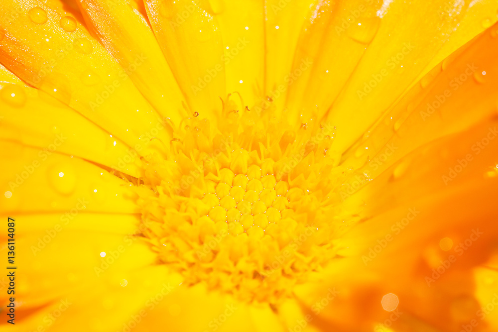 Calendula flower Calendula flower