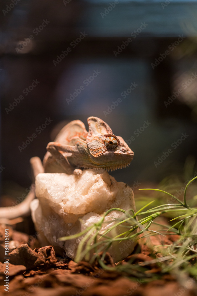 small lizard in terrarium for home decor small lizard in terrarium for home decor