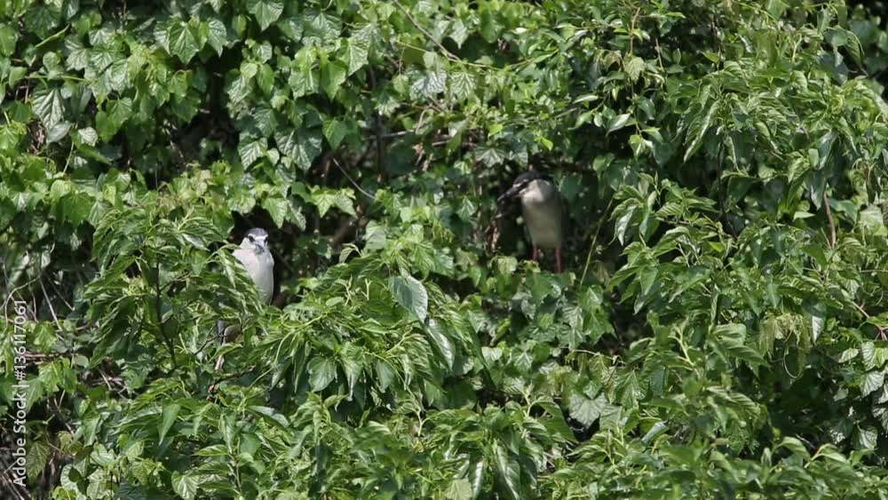 A group of birds Nycticorax Nycticorax, black-crowned night heron, living on the trees of lake at the Daan Forest Park in Taipei, capital of Taiwan-Dan A group of birds Nycticorax Nycticorax, black-crowned night heron, living on the trees of lake at the Daan Forest Park in Taipei, capital of Taiwan-Dan
