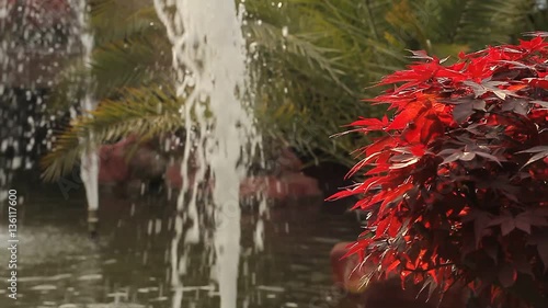 Red Leaf / Kırmızı Yaprak photo