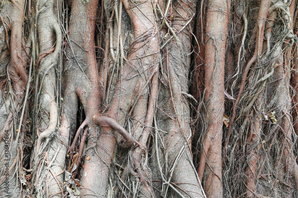 roots of the banyan tree background with copy space